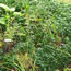 Deschampsia caespitosa